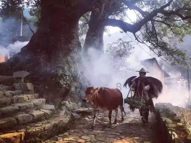 植物大战僵尸：花园战争